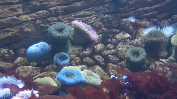 Marine Life Underwater World — Stock video
