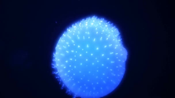 Wonderful Close View Blue Glowing White Spotted Jellyfish Phyllorhiza Punctata — 图库视频影像