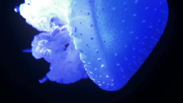 Wonderful Close View Blue Glowing White Spotted Jellyfish Phyllorhiza Punctata — стокове відео