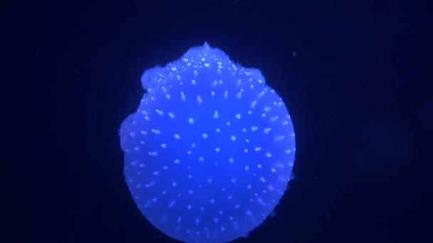 Wonderful Close View Blue Glowing White Spotted Jellyfish Phyllorhiza Punctata — Videoclip de stoc