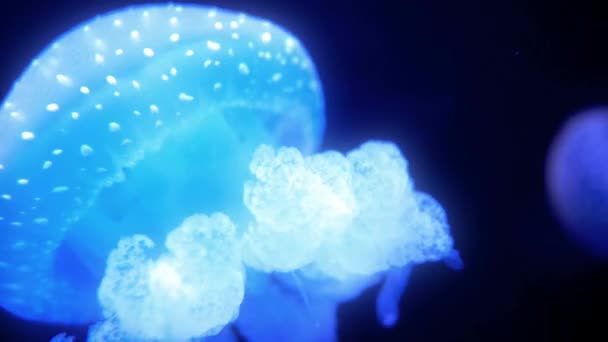 Wonderful Close View Blue Glowing White Spotted Jellyfish Phyllorhiza Punctata — Stock video