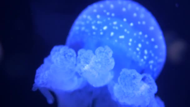 Wonderful Close View Blue Glowing White Spotted Jellyfish Phyllorhiza Punctata — Stock video