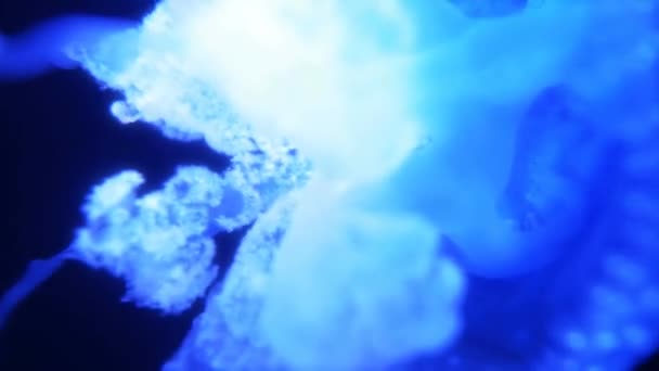 Wonderful Close View Blue Glowing White Spotted Jellyfish Phyllorhiza Punctata — Video Stock