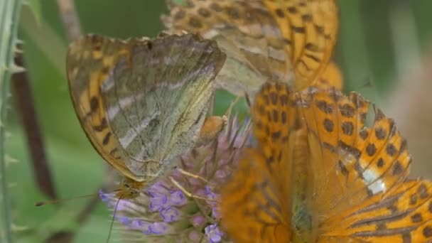 Kaisermantel Butterlies Argynnis Paphia Closeup View — Stockvideo