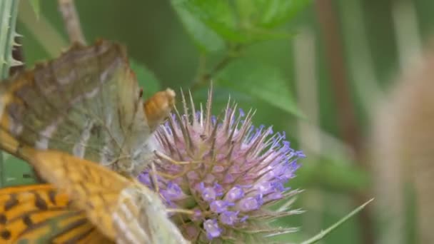 Kaisermantel Butterlies Argynnis Paphia Closeup View — Stockvideo