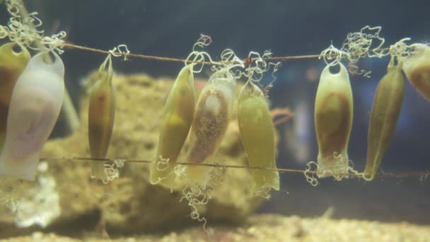 Pływanie Ryb Pomiędzy Koralami Rafami Aquarium Barcelona Jednym Największych Europie — Wideo stockowe