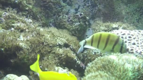 Ikan Berenang Antara Karang Dan Terumbu Karang Aquarium Barcelona Salah — Stok Video
