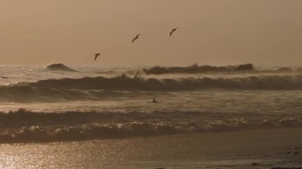Surfeurs Coucher Soleil Doré — Video