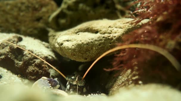 Ψάρια Που Κολυμπούν Μεταξύ Κοραλλιών Και Υφάλων Στο Ενυδρείο Της — Αρχείο Βίντεο