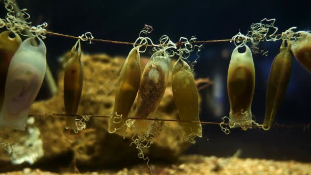 Poissons Nageant Entre Coraux Récifs Dans Aquarium Barcelone Des Grands — Video