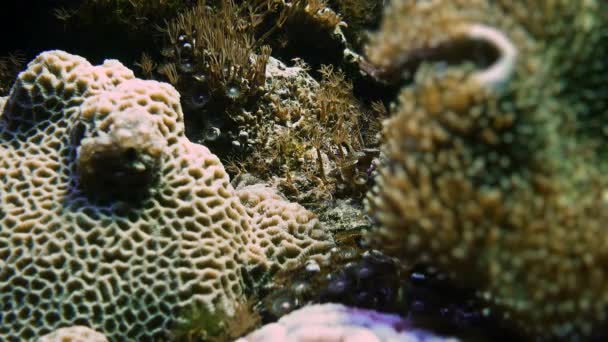 Fische Schwimmen Zwischen Korallen Und Riffen Aquarium Barcelona Einem Der — Stockvideo
