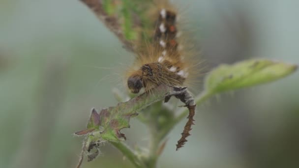 Closeup Caterpillar Entre Folhas — Vídeo de Stock