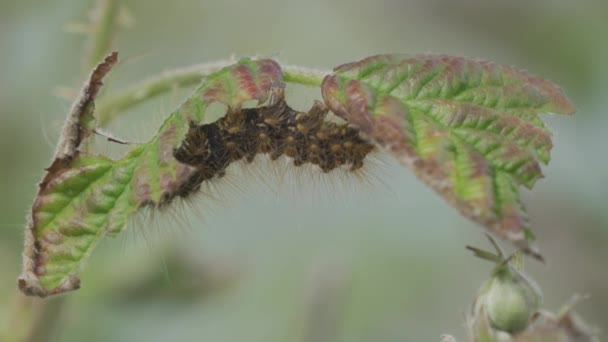 Closeup Caterpillar Entre Folhas — Vídeo de Stock