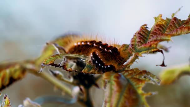 Cocoon Dozens Caterpillars — Stock Video