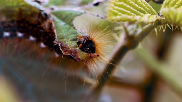 Closeup Caterpillar Leaves — Stock Video