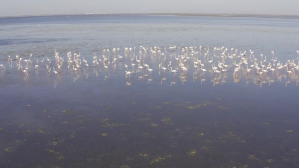 Flygfoto Flamingo Swarm Djerba Tunisien Dagtid — Stockvideo