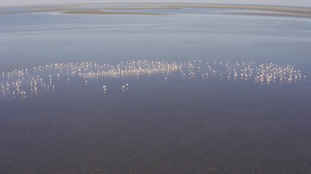 Widok Lotu Ptaka Flamingo Swarm Djerba Tunezja Widok Dzień — Wideo stockowe