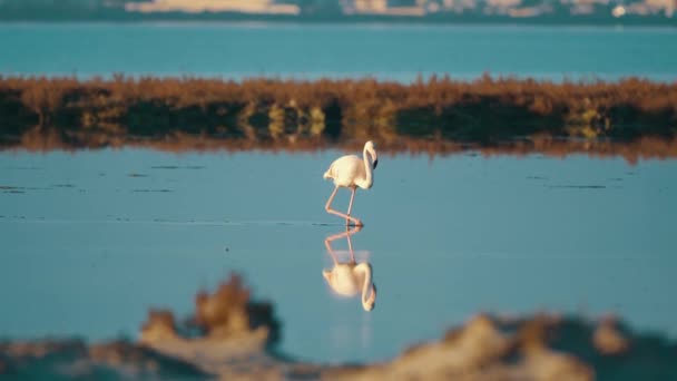 Рожеві Фламінго Дикій Природі Туніс — стокове відео