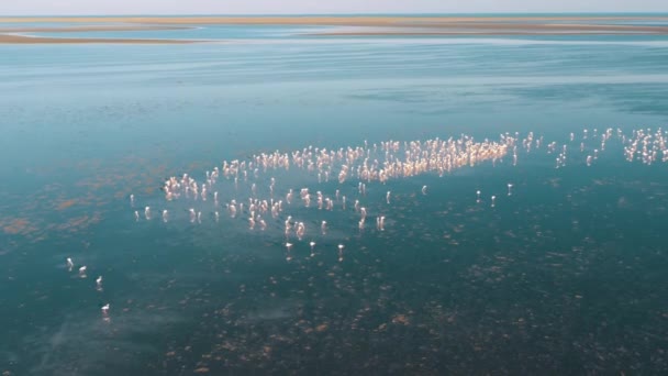 Widok Lotu Ptaka Flamingo Swarm Djerba Tunezja Widok Dzień — Wideo stockowe