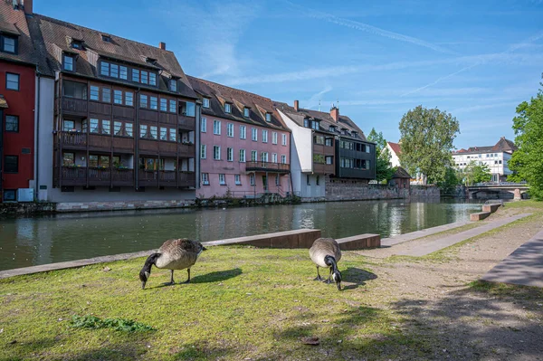 Gooses Walking River Nürnberg Németország — Stock Fotó