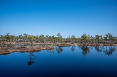Bataklıktaki güzel doğa manzarası - havuz, kozalaklı ağaçlar, Büyük Kemeri Bog Boardwalk 'ta yosun, Letonya, Avrupa