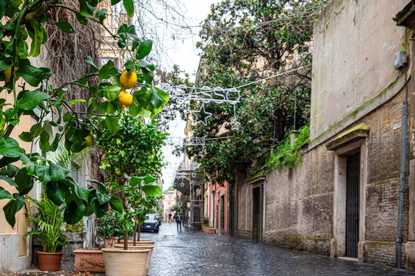Pohon Lemon Jalan Roma Italia Stok Gambar Bebas Royalti