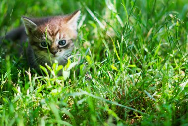 Çimenlikteki kedi. Yüksek kaliteli fotoğraf.