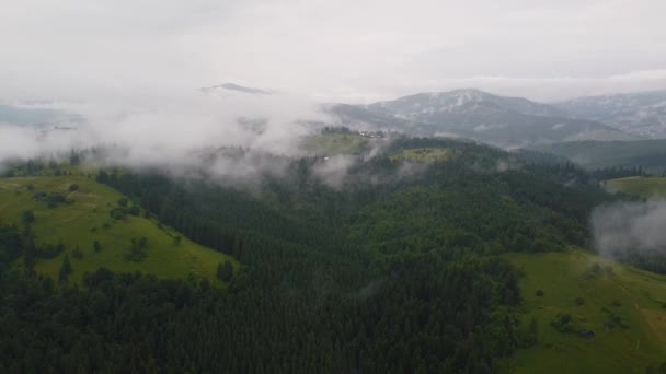 Rainy Weather Mountains Misty Fog Blowing Pine Tree Forest Aerial — Vídeo de Stock