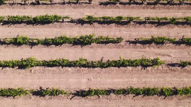 Aerial Drone View Vineyards Agricultural Fields Sunset Top View Rows — Vídeos de Stock