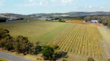 Aerial Drone Footage: Beautiful Agricultural Plantations. Farming Fields of Vegetables, Vineyards, Olive Trees and Soybeans. Massive Industrial Scale Growing of Eco-Friendly Food Growing. 