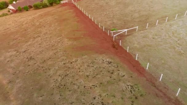 Epische Herde Von Pferden Die Schnell Über Die Weide Laufen — Stockvideo