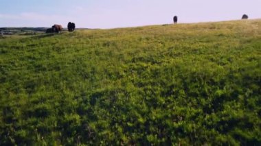 Büyüleyici bir bizon sürüsü görüntüsü otlayan ve özgürce dolaşan aile gruplarını ve genç buzağıları gösteriyor. Bu dinamik sahne, sürü içindeki doğal davranışları ve güçlü bağları vurgular.