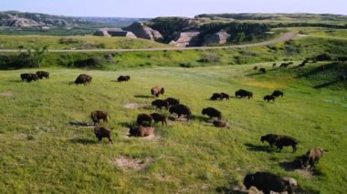 Büyüleyici bir bizon sürüsü görüntüsü otlayan ve özgürce dolaşan aile gruplarını ve genç buzağıları gösteriyor. Bu dinamik sahne, sürü içindeki doğal davranışları ve güçlü bağları vurgular.