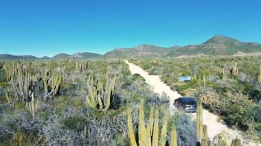 Kumlu, kuru arazi üzerinde verimli bitki örtüsü ve yükselen kaktüslerle çevrili bir off-road aracı geziniyor. Yeşil dağlar arka planda yükselir ve bu engebeli çöl manzarasına derinlik katar.