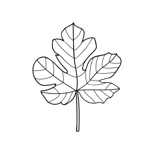 Fig Tree Leaf Doodle Illustration Vector Hoja Higuera Ilustración Dibujada — Vector de stock