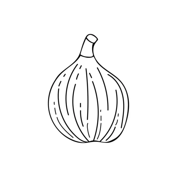 Fig Ilustração Doodle Frutas Vetor Fig Ilustração Desenhada Mão Vetor — Vetor de Stock