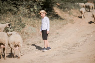 Kafkasyalı, şapkalı küçük bir çocuk tarlada yürüyor ve koyunlara bakıyor.