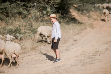 Kafkasyalı, şapkalı küçük bir çocuk tarlada yürüyor ve koyunlara bakıyor.