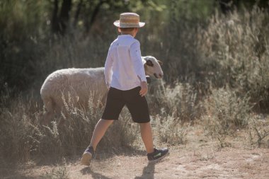Kafkasyalı, şapkalı küçük bir çocuk tarlada yürüyor ve koyunlara bakıyor.