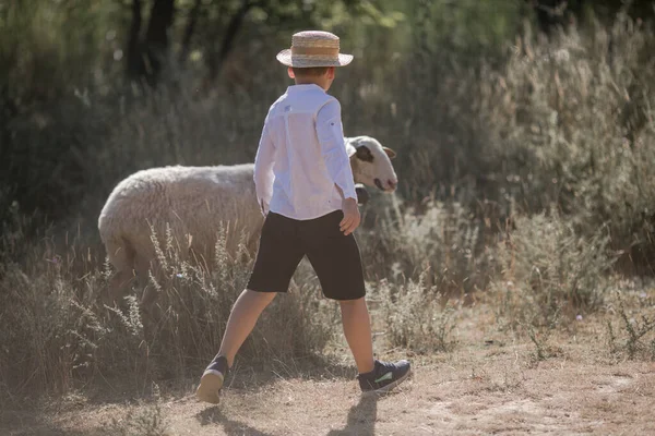 Kafkasyalı, şapkalı küçük bir çocuk tarlada yürüyor ve koyunlara bakıyor.