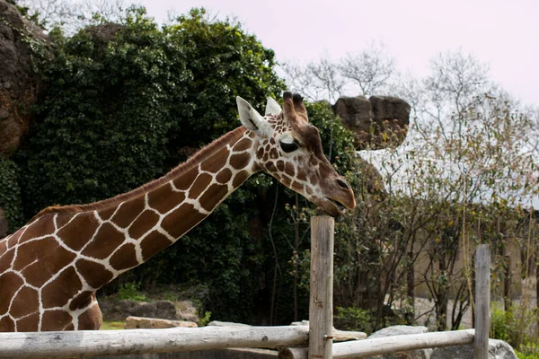 Angolan zürafası (Giraffa camelopardalis angolensis), Philadelphia hayvanat bahçesinde Namibya zürafası olarak da bilinir.