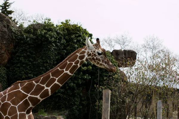 Angolanische Giraffe Giraffa Camelopardalis Angolensis Auch Bekannt Als Namibische Giraffe — Stockfoto