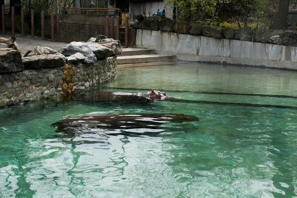 Nilpferd Schwimmt Wasser Gefährdungstier Zoo Flusspferde Genießen Untertauchen Und Tauchen — Stockfoto