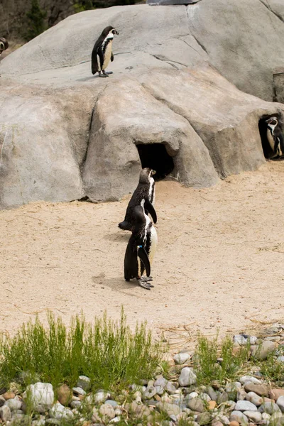 Ein Schwarm Humboldt Pinguine Einer Felsigen Küste Der Humboldt Pinguin — Stockfoto