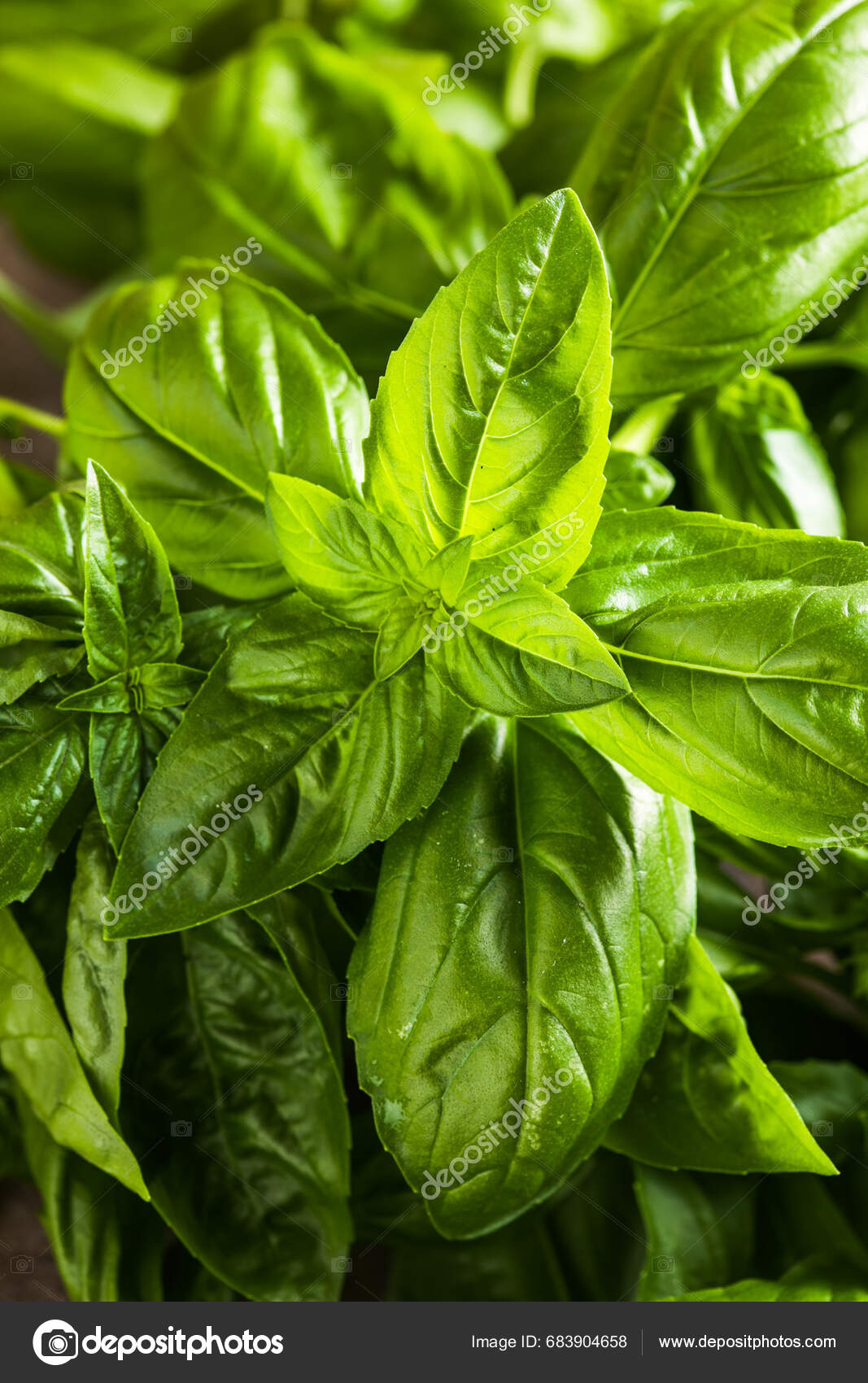 Fresh Green Sweet Basil Leaves Also Known Great Basil Genovese Stock Photo by ©sokor 683904658