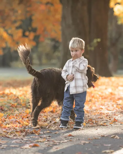 Child and dog walk in summer park. Little boy playing with his puppy. Family walking dog. Kids and pets friendship.