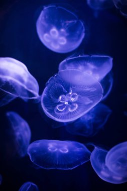 Sualtı jellyfishes görüntüsünü