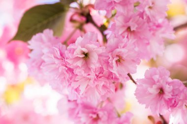 Pembe bahar sakura çiçeği. Çiçek açan bir ağaçla güzel bir doğa sahnesi. Bahar çiçekleri. Güzel bahçe.