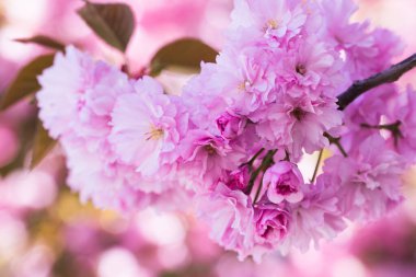 Pembe bahar sakura çiçeği. Çiçek açan bir ağaçla güzel bir doğa sahnesi. Bahar çiçekleri. Güzel bahçe.
