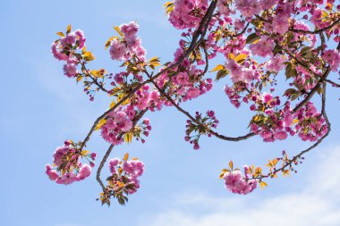 Pembe bahar sakura çiçeği. Çiçek açan bir ağaçla güzel bir doğa sahnesi. Bahar çiçekleri. Güzel bahçe.